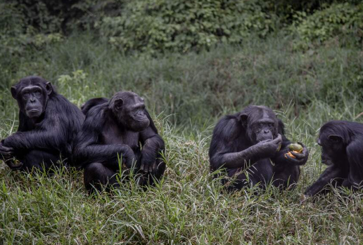 Can Gorillas Form Long-Term Friendships?