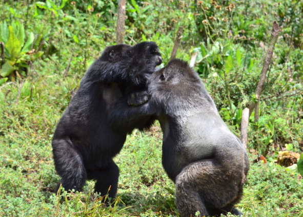 Gorilla Play Behavior and Juvenile Development