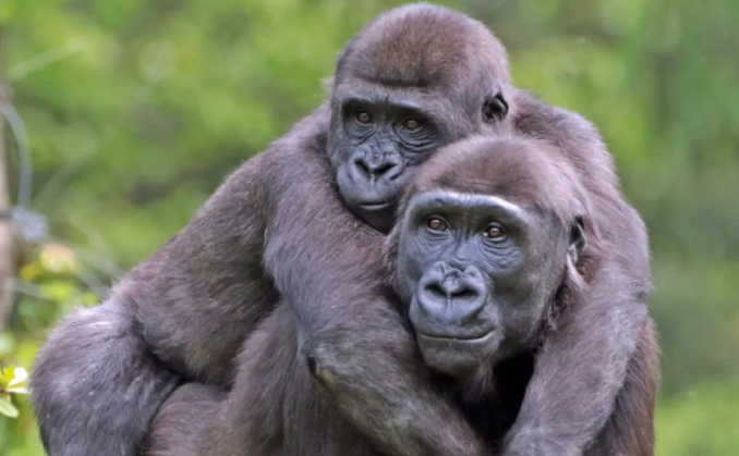Gorilla Communication and Vocalization Patterns