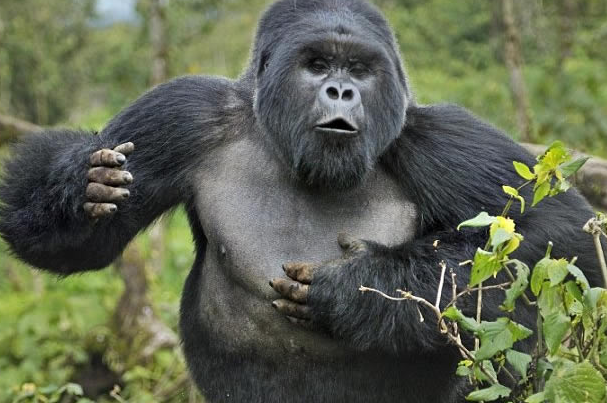How Do Gorillas Protect Their Territory?