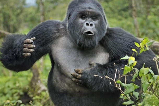 How Gorillas Signal Danger