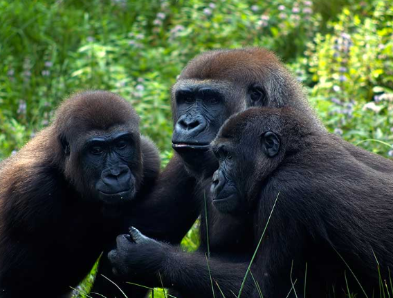 How Gorillas Establish Dominance Hierarchies