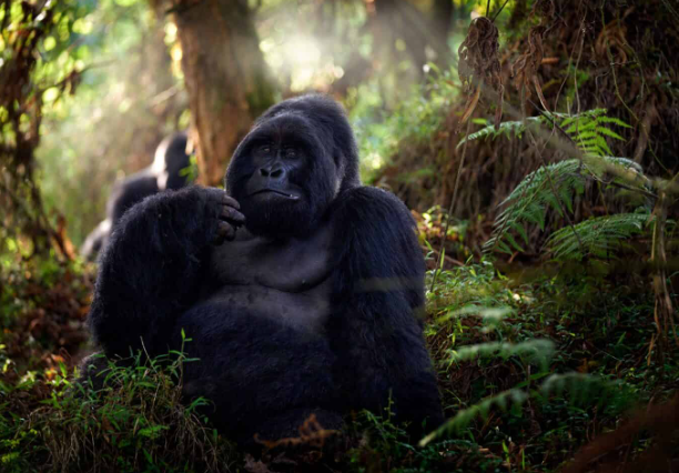 The Intelligence of Gorilla Problem-Solving