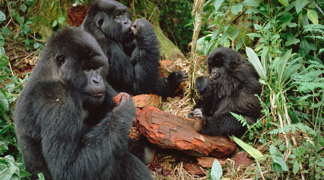 How Gorillas Adapt to Food Scarcity