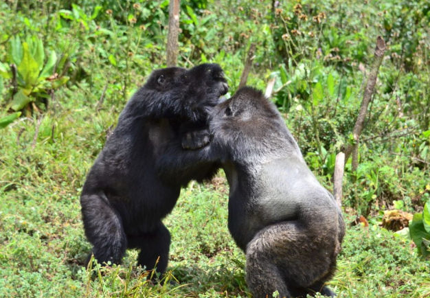 Gorillas and the Role of Play in Development