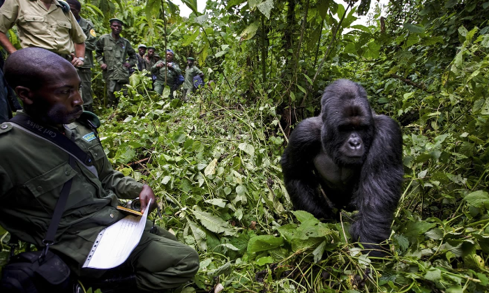 Gorilla Conservation in National Parks