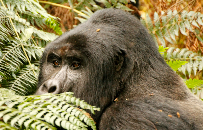 How Gorillas Adapt to Habitat Fragmentation