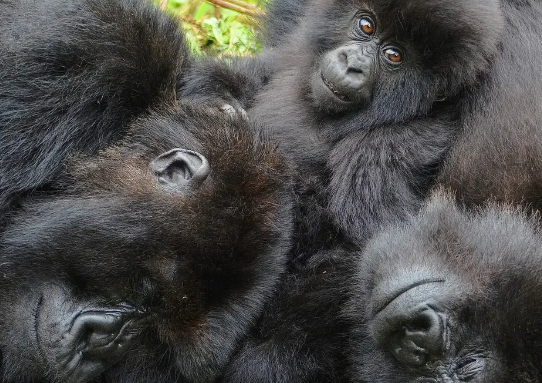 The Role of Female Gorillas in the Group