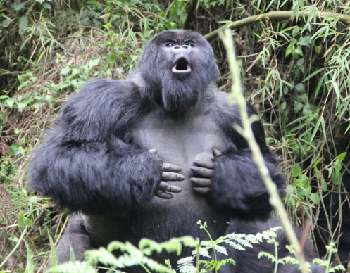 The Differences in Gorilla Vocalizations