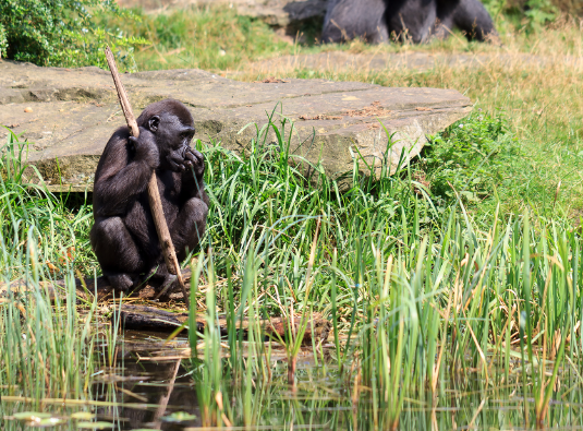 The Intelligence of Gorilla Tool Use