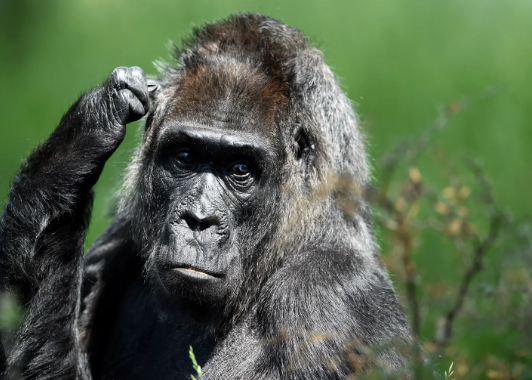 How Gorillas Show Sadness or Grief