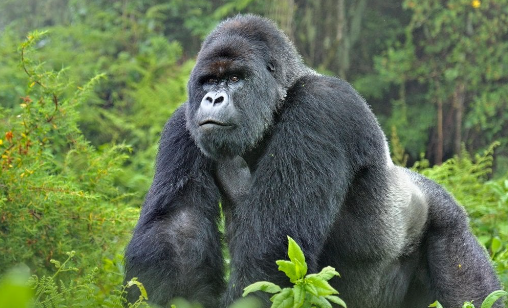 How Gorillas Influence Forest Ecology