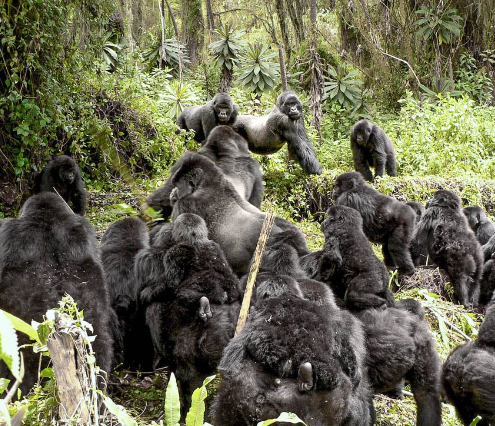 How Do Gorillas Establish Social Hierarchies?