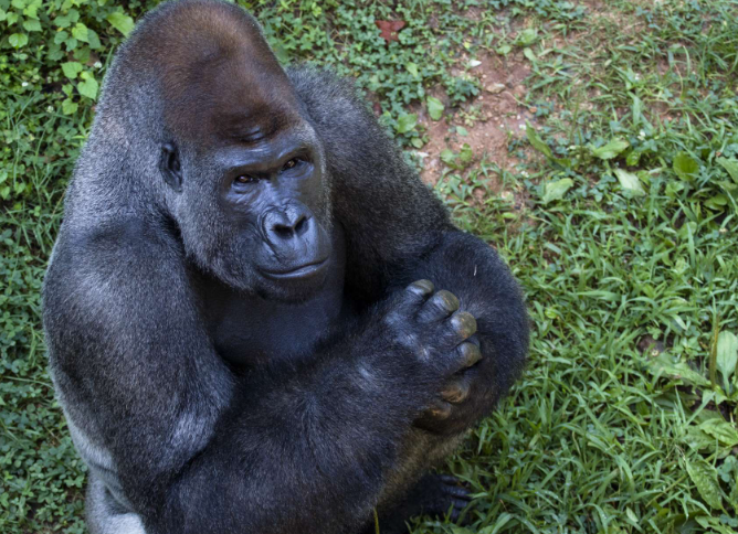 How Gorillas Use Tools in Foraging