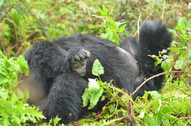 Gorilla Sleeping Nests and Habits