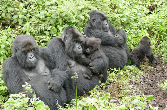 How Do Gorillas Recognize Each Other?