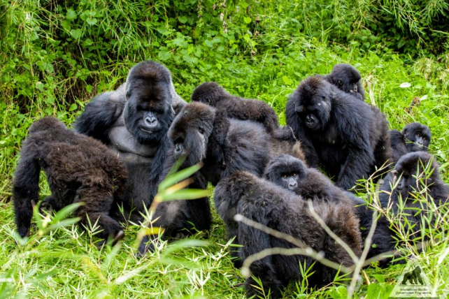 How Gorillas React to Environmental Changes