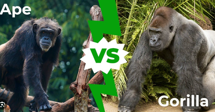 Gorilla Intelligence Compared to Other Primates