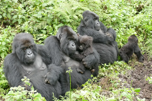 How Gorillas Communicate with Infants