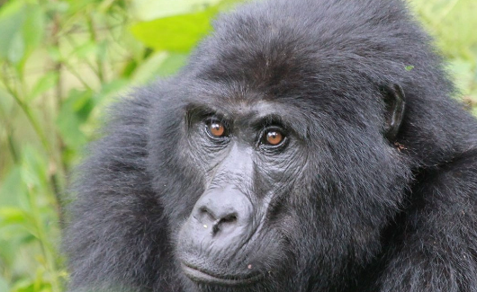 How Gorillas Use Eye Contact