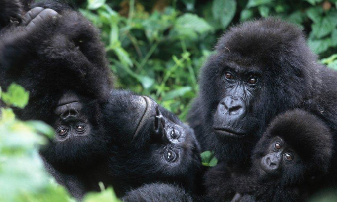 How Do Gorillas Remember Locations?