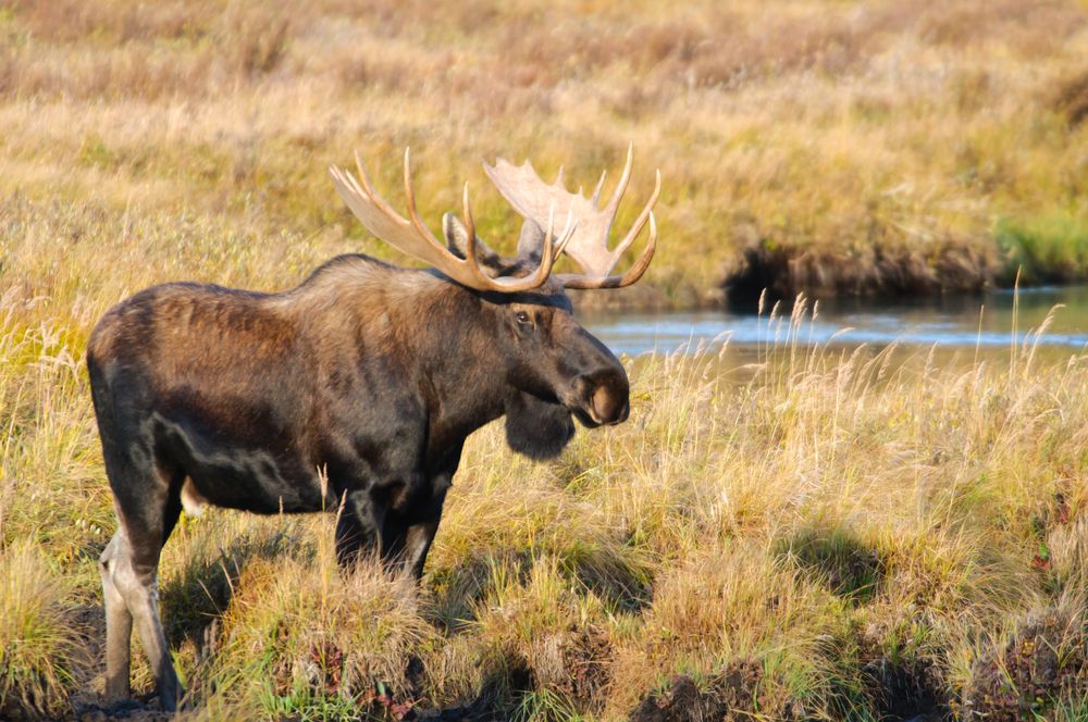 moose diet and habitat