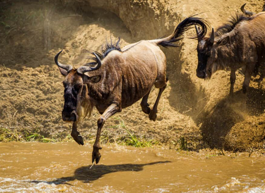 How Wildebeest Follow Food Sources
