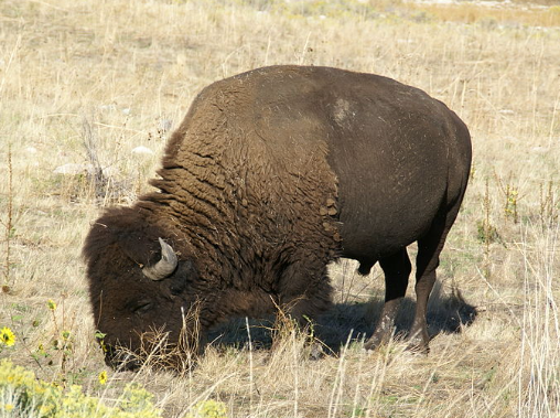 Bison Feeding Habits Explained