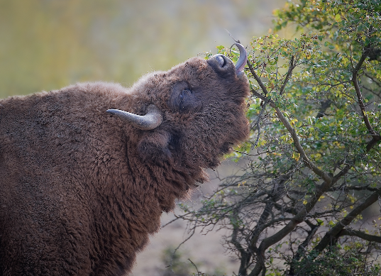 How Bison Find Food