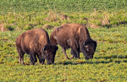 Native Plants in the Bison Diet