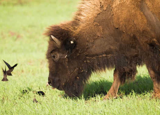 Bison Diet in the Wild