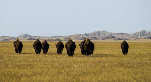 How Buffalo Digest Tough Plants