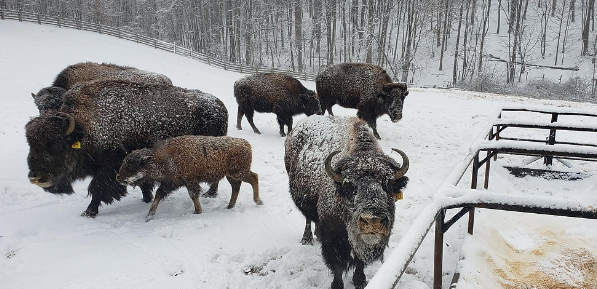 Bison Diet in Cold Weather