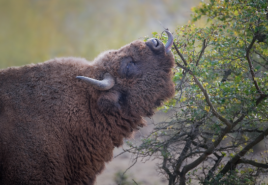 Bison Feeding Behavior Across Seasons