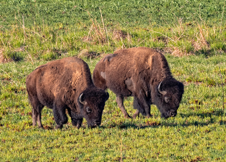 Bison Diet and Prairie Ecosystems