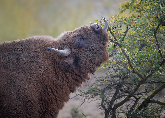 Winter Diet of Bison