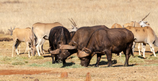 Buffalo Feeding Habits in Open Plains