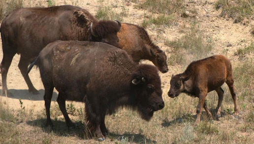 Seasonal Diet Changes in Bison