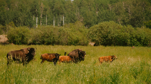 How Buffalo Choose Grazing Areas