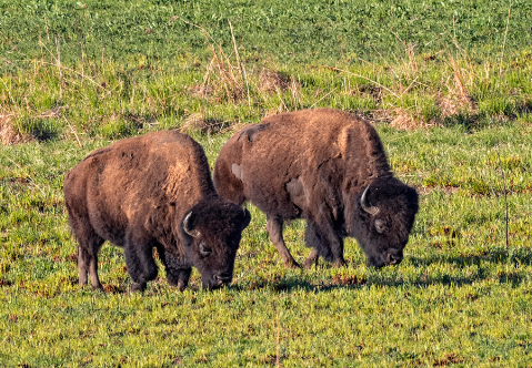 Grass and Plants in the Buffalo Diet
