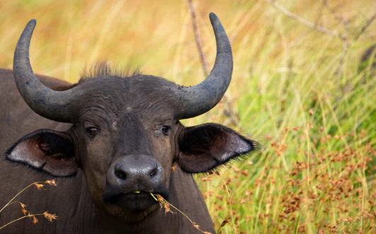 Natural Food Sources for Buffalo