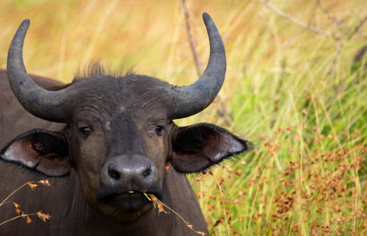 Buffalo Diet Explained