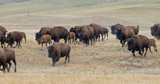 Buffalo Grazing Behavior