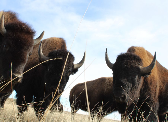 Seasonal Diet Changes of Buffalo