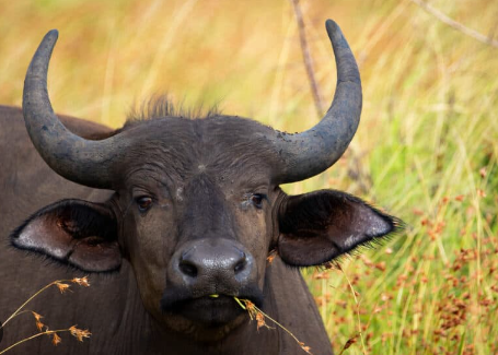 Buffalo Feeding Habits in the Wild
