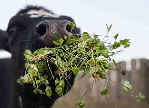 What Plants Do Cows Prefer