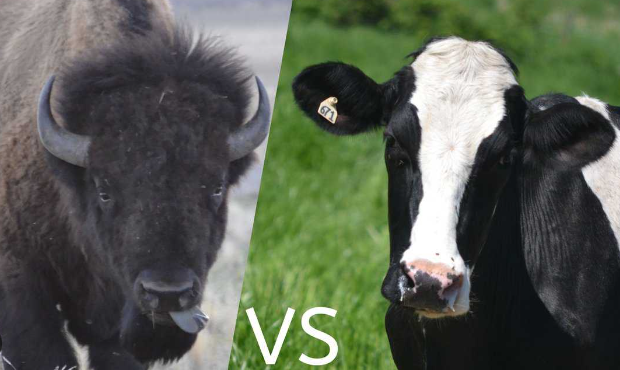 Comparing Diets of Cow and Bison