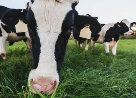 Cow Grazing Behavior