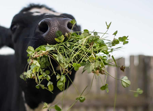 Natural Diet of Wild Cows
