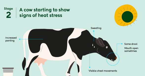 Seasonal Diet Changes in Cows